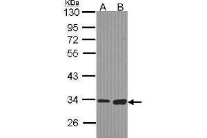 WB Image Sample (30 ug of whole cell lysate) A: Hela B: Hep G2 , 10% SDS PAGE antibody diluted at 1:1000 (MGLL antibody)