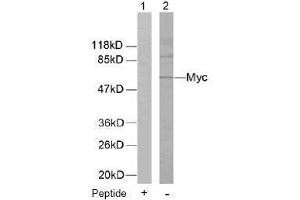 Image no. 1 for anti-Myc Proto-Oncogene protein (MYC) (Thr58) antibody (ABIN197155)