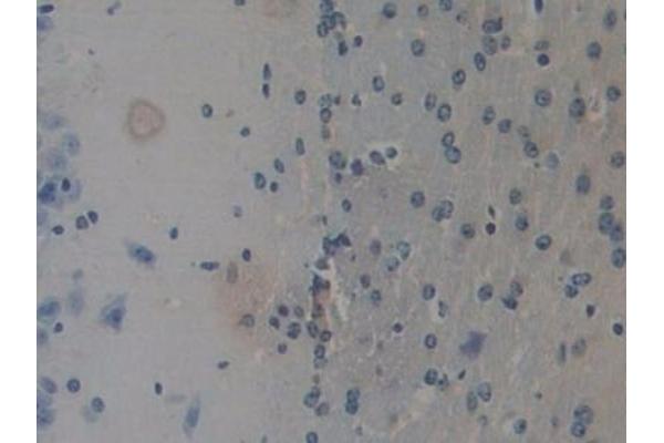 REG3B antibody  (AA 27-175)