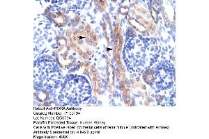 Human kidney (RORA antibody  (N-Term))