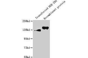 Western Blot Positive WB detected in: 293T whole cell lysate transfected with SEMA4D, Recombinant proteins with SEMA4D All lanes: SEMA4D antibody at 1:1000 Secondary Goat polyclonal to mouse IgG at 1/50000 dilution Predicted band size: 130, 150 KDa Observed band size: 130, 150 KDa Exposure time:5 min (Histone 3 antibody  (AA 22-734))