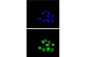Confocal immunofluorescent analysis of EXO1 Antibody (N-term) (ABIN389397 and ABIN2839487) with A549 cell followed by Alexa Fluor® 489-conjugated goat anti-rabbit lgG (green).