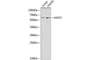 Western blot analysis of extracts of various cell lines using AGFG1 Polyclonal Antibody at dilution of 1:1000. (AGFG1 antibody)