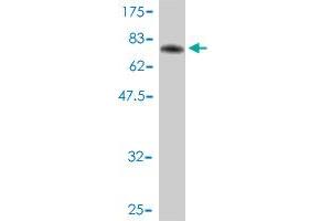 Western Blotting (WB) image for anti-Eukaryotic Translation Initiation Factor 5 (EIF5) (AA 1-431) antibody (ABIN560722)