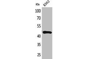 Western Blot analysis of K562 cells using DR3 Polyclonal Antibody (DR3/LARD antibody  (Internal Region))
