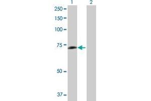 Western Blot analysis of PCK1 expression in transfected 293T cell line by PCK1 MaxPab polyclonal antibody. (PCK1 antibody  (AA 1-622))