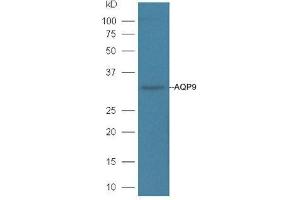 Mouse liver lysates probed with Rabbit Anti-AQP9 Polyclonal Antibody, Unconjugated  at 1:3000 for 90 min at 37˚C. (AQP9 antibody  (AA 201-295))