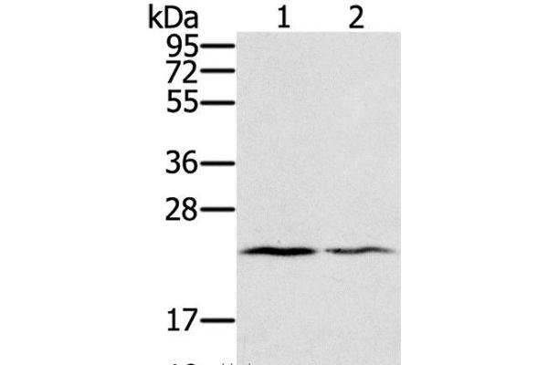 Endothelin 2 antibody