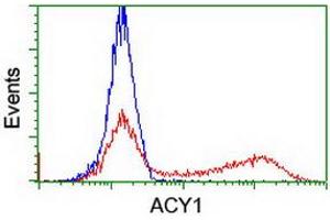 HEK293T cells transfected with either RC201284 overexpress plasmid (Red) or empty vector control plasmid (Blue) were immunostained by anti-ACY1 antibody (ABIN2454793), and then analyzed by flow cytometry. (Aminoacylase 1 antibody)