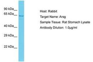 Image no. 1 for anti-Arylsulfatase G (ARSG) (AA 121-170) antibody (ABIN6750345) (ARSG antibody  (AA 121-170))