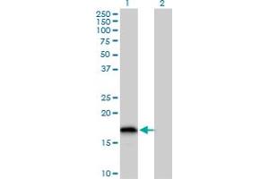 Western Blot analysis of GLRX2 expression in transfected 293T cell line by GLRX2 MaxPab polyclonal antibody. (Glutaredoxin 2 antibody  (AA 1-124))