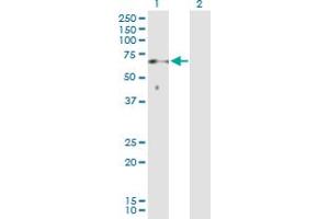 Western Blot analysis of SOCS6 expression in transfected 293T cell line by SOCS6 MaxPab polyclonal antibody. (SOCS6 antibody  (AA 1-535))