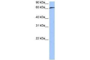 RABGGTA antibody used at 0. (RABGGTA antibody  (N-Term))