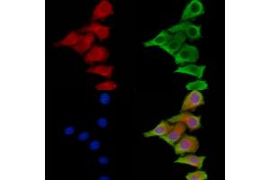 ABIN6264292 and ABIN6278946 staining HepG2 cells by IF/ICC. (PLCH2 antibody  (N-Term))