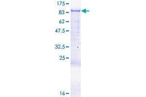 CPEB3 Protein (AA 1-697) (GST tag)