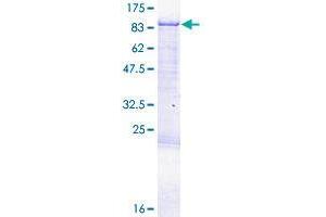 Image no. 1 for Cytoplasmic Polyadenylation Element Binding Protein 3 (CPEB3) (AA 1-697) protein (GST tag) (ABIN1350189) (CPEB3 Protein (AA 1-697) (GST tag))