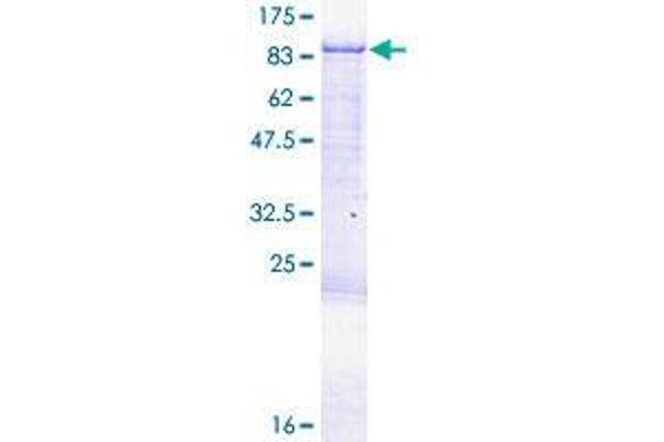 CPEB3 Protein (AA 1-697) (GST tag)