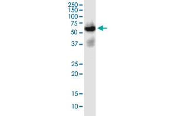 SLC22A2 anticorps  (AA 261-370)
