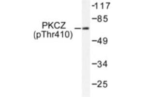 Image no. 1 for anti-Protein Kinase C, zeta (PRKCZ) (pThr410) antibody (ABIN318102) (PKC zeta antibody  (pThr410))