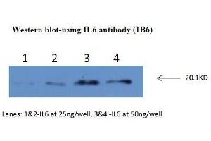 Western Blotting (WB) image for anti-Interleukin 6 (IL6) antibody (ABIN1107857) (IL-6 antibody)