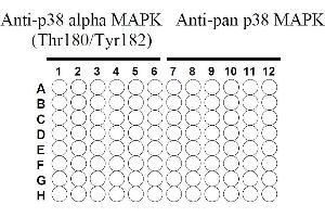 Image no. 4 for Mitogen-Activated Protein Kinase 14 (MAPK14) ELISA Kit (ABIN625242)