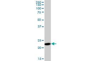 SSR2 MaxPab polyclonal antibody. (SSR2 antibody  (AA 1-186))