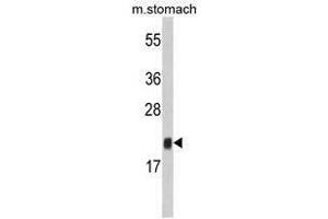 Image no. 1 for anti-FK506 Binding Protein 11, 19 KDa (FKBP11) (N-Term) antibody (ABIN453009) (FKBP11 antibody  (N-Term))
