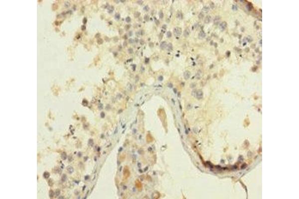 HMGB4 antibody  (AA 1-186)