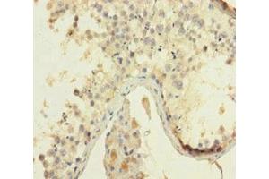 Immunohistochemistry of paraffin-embedded human testis tissue using ABIN7155217 at dilution of 1:100 (HMGB4 antibody  (AA 1-186))