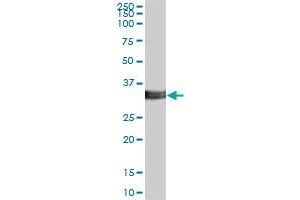 ITM2B MaxPab polyclonal antibody. (ITM2B antibody  (AA 1-266))