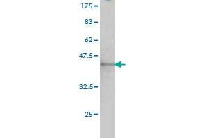Western Blotting (WB) image for anti-Nuclear Mitotic Apparatus Protein 1 (NUMA1) (AA 200-306) antibody (ABIN562061)