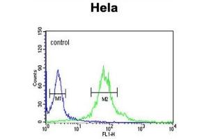 Flow Cytometry (FACS) image for anti-Importin 11 (IPO11) antibody (ABIN3003903) (Importin 11 antibody)