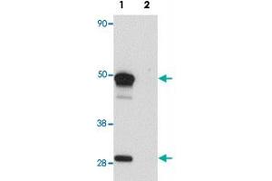 Western blot analysis of SCRN1 in human kidney tissue lysate with SCRN1 polyclonal antibody  at 1 ug/mL in (1) the absence and (2) the presence of blocking peptide.