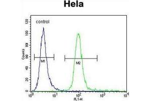 Flow cytometric analysis of Hela cells using  Lactadherin Antibody (C-term) Cat.