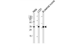 POLR2C Antibody (C-term) (ABIN1881670 and ABIN2843632) western blot analysis in Hela, cell line and mouse skeletal muscle tissue lysates (35 μg/lane). (POLR2C antibody  (C-Term))