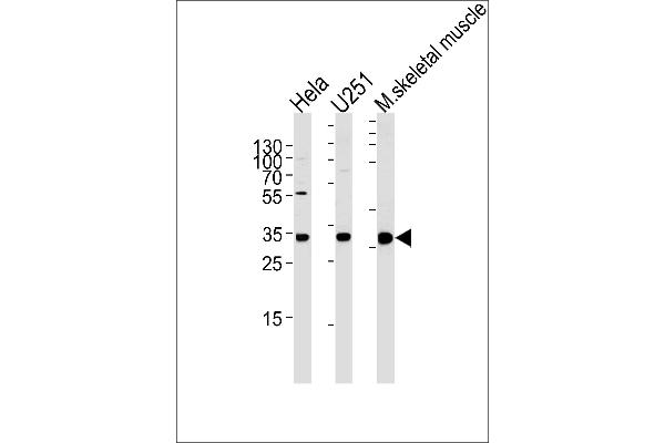 POLR2C antibody  (C-Term)