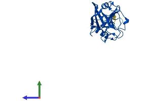 AlphaFold protein structure predicition of Mouse Recombinant Ppic Protein, UniprotID P30412 (PPIC Protein (AA 1-212) (His tag))
