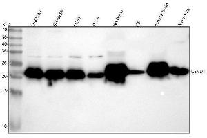 anti-Cell Cycle Exit and Neuronal Differentiation 1 (CEND1) antibody