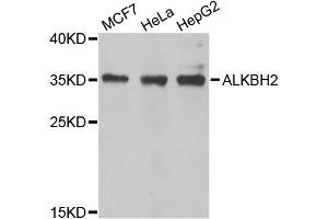 Western blot analysis of extracts of various cell lines, using ALKBH2 antibody (ABIN5974451) at 1/1000 dilution. (ALKBH2 antibody)