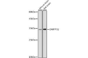 Western blot analysis of extracts of various cell lines, using D antibody (ABIN6130242, ABIN6146067, ABIN6146068 and ABIN6219688) at 1:500 dilution. (DARPP32 antibody  (AA 1-168))