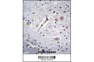 MARK Antibody immunohistochemistry analysis in formalin fixed and paraffin embedded human brain tissue followed by peroxidase conjugation of the secondary antibody and DAB staining. (MARK1 antibody  (C-Term))
