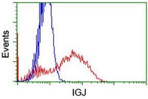 HEK293T cells transfected with either RC207932 overexpress plasmid (Red) or empty vector control plasmid (Blue) were immunostained by anti-IGJ antibody (ABIN2455487), and then analyzed by flow cytometry. (IGJ antibody)
