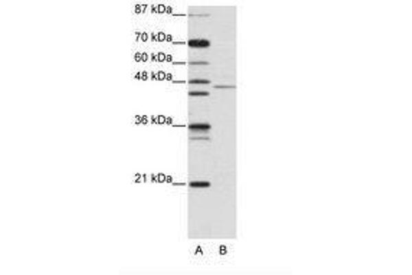 TRIM14 antibody  (AA 116-165)