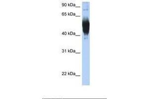 Image no. 1 for anti-Lecithin-Cholesterol Acyltransferase (LCAT) (AA 362-411) antibody (ABIN6737995) (LCAT antibody  (AA 362-411))