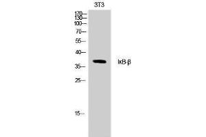 Western Blotting (WB) image for anti-NF-kappa-B inhibitor beta (NFKBIB) (Ser18), (Thr17) antibody (ABIN3175723) (NFKBIB antibody  (Ser18, Thr17))