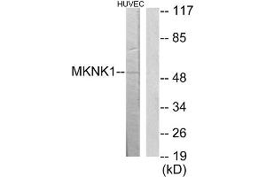 Western Blotting (WB) image for anti-MAP Kinase Interacting serine/threonine Kinase 1 (MKNK1) (Internal Region) antibody (ABIN1849937) (MKNK1 antibody  (Internal Region))
