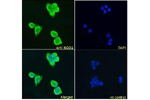 ABIN5539872 Immunofluorescence analysis of paraformaldehyde fixed HepG2 cells, permeabilized with 0. (NQO1 antibody  (Internal Region))