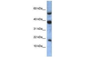 Image no. 1 for anti-Ataxin 7-Like 1 (ATXN7L1) (AA 35-84) antibody (ABIN6741343) (ATXN7L1 antibody  (AA 35-84))