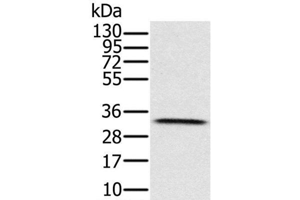 HSD17B8 antibody
