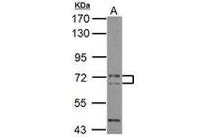 Image no. 1 for anti-Phosphatidylinositol Binding clathrin Assembly Protein (PICALM) (AA 420-646) antibody (ABIN1501903) (PICALM antibody  (AA 420-646))